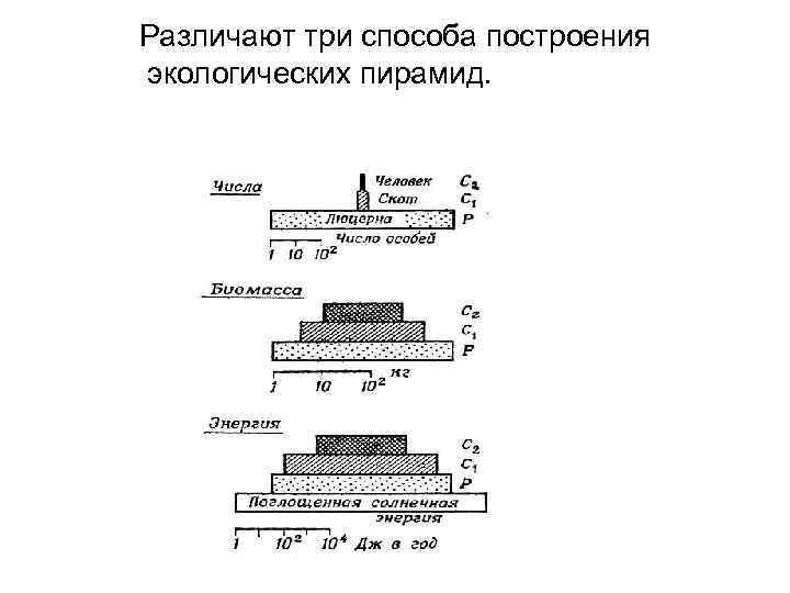 Различают три способа построения экологических пирамид. 