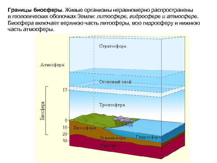 Границы биосферы. Живые организмы неравномерно распространены в геологических оболочках Земли: литосфере, гидросфере и атмосфере.