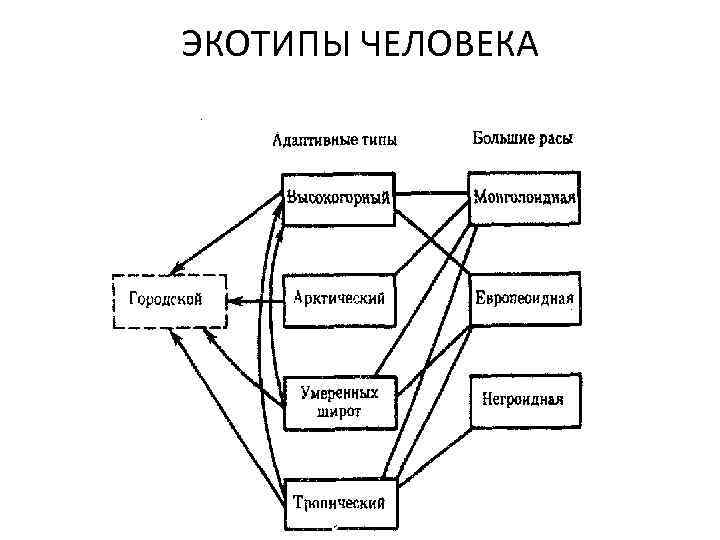 Типы человеческой. Климато-географические адаптивные типы людей. Адаптивные экологические типы человека. Адаптивные типы человека схема. Адаптивные экологические типы людей экотипы таблица.