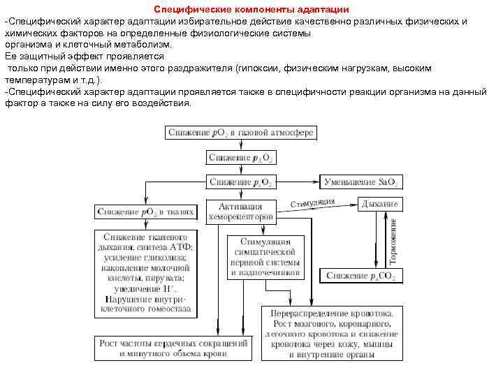 Специфические компоненты адаптации -Специфический характер адаптации избирательное действие качественно различных физических и химических факторов