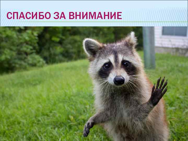 СПАСИБО ЗА ВНИМАНИЕ 