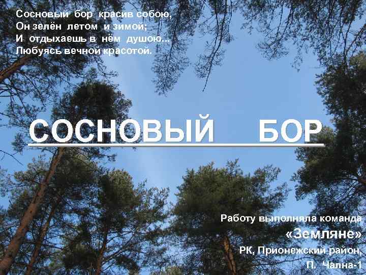 Сосновый бор красив собою, Он зелён летом и зимой; И отдыхаешь в нём душою.