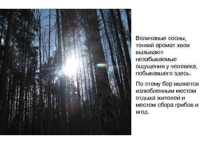 Величавые сосны, тонкий аромат хвои вызывают незабываемые ощущения у человека, побывавшего здесь. По этому
