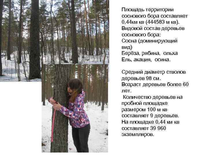 Площадь территории соснового бора составляет 0, 44 км кв (444583 м кв). Видовой состав