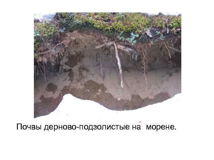 Почвы дерново-подзолистые на морене. 