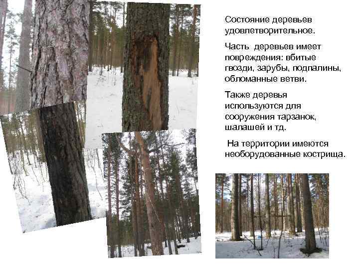 Состояние деревьев удовлетворительное. Часть деревьев имеет повреждения: вбитые гвозди, зарубы, подпалины, обломанные ветви. Также