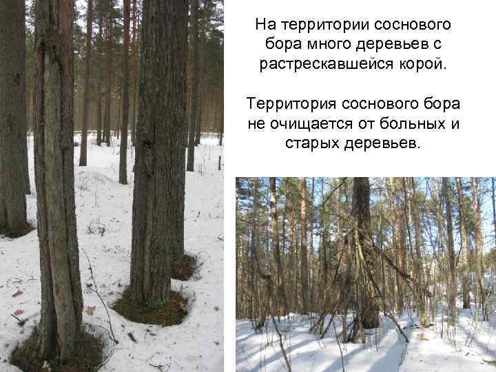 На территории соснового бора много деревьев с растрескавшейся корой. Территория соснового бора не очищается