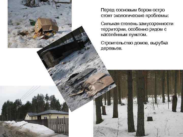 Перед сосновым бором остро стоят экологические проблемы: Сильная степень замусоренности территории, особенно рядом с
