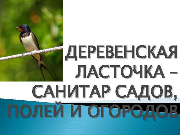  « ДЕРЕВЕНСКАЯ ЛАСТОЧКА – САНИТАР САДОВ, ПОЛЕЙ И ОГОРОДОВ 