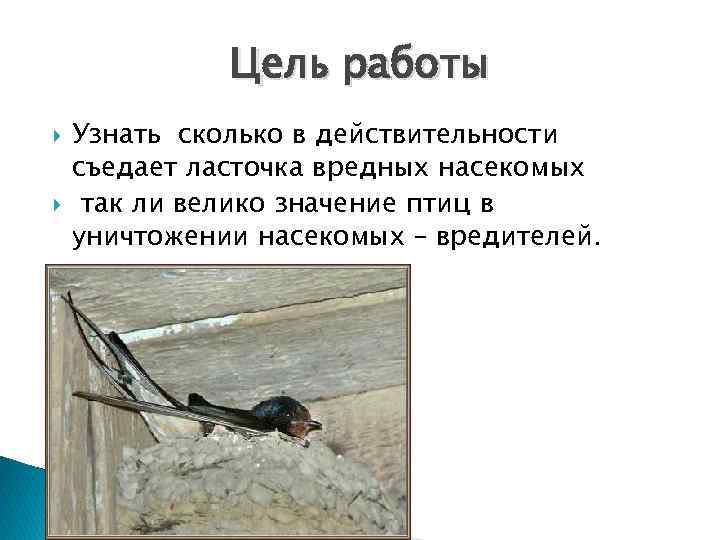Цель работы Узнать сколько в действительности съедает ласточка вредных насекомых так ли велико значение
