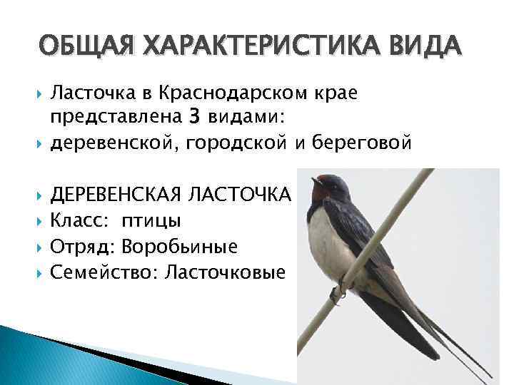 ОБЩАЯ ХАРАКТЕРИСТИКА ВИДА Ласточка в Краснодарском крае представлена 3 видами: деревенской, городской и береговой
