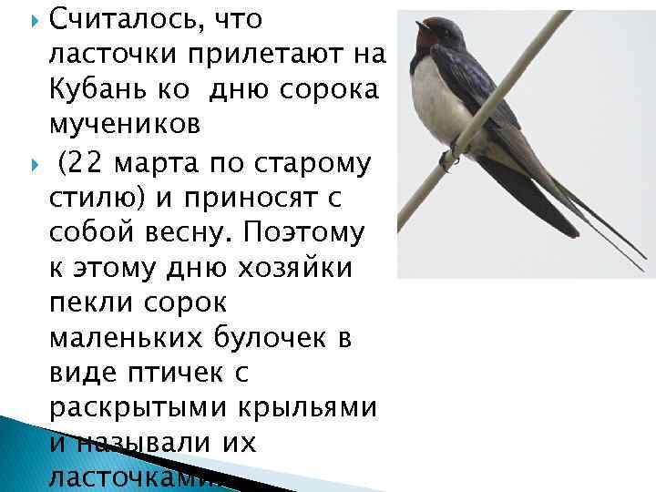 Считалось, что ласточки прилетают на Кубань ко дню сорока мучеников (22 марта по старому