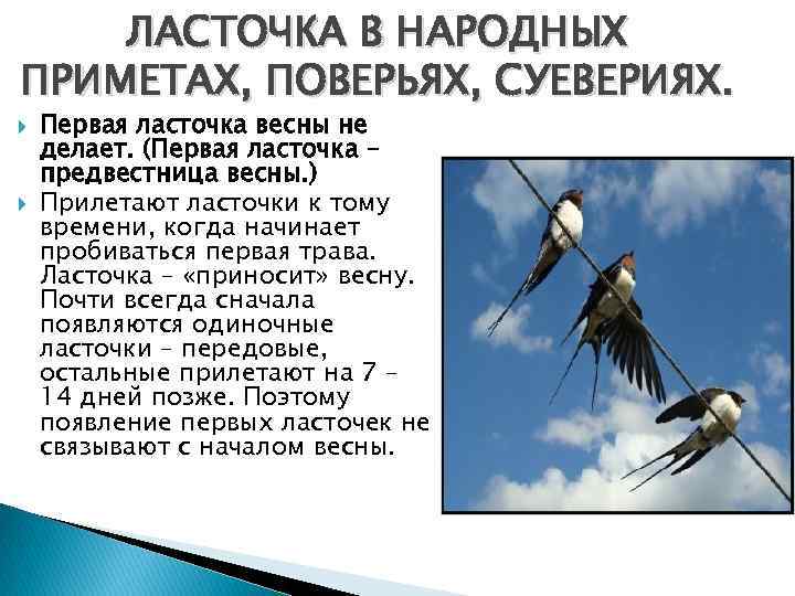 ЛАСТОЧКА В НАРОДНЫХ ПРИМЕТАХ, ПОВЕРЬЯХ, СУЕВЕРИЯХ. Первая ласточка весны не делает. (Первая ласточка –