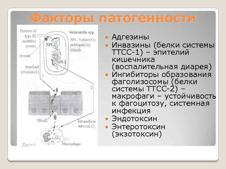 Факторы патогенности Адгезины Инвазины (белки системы ТТСС-1) – эпителий кишечника (воспалительная диарея) Ингибиторы образования