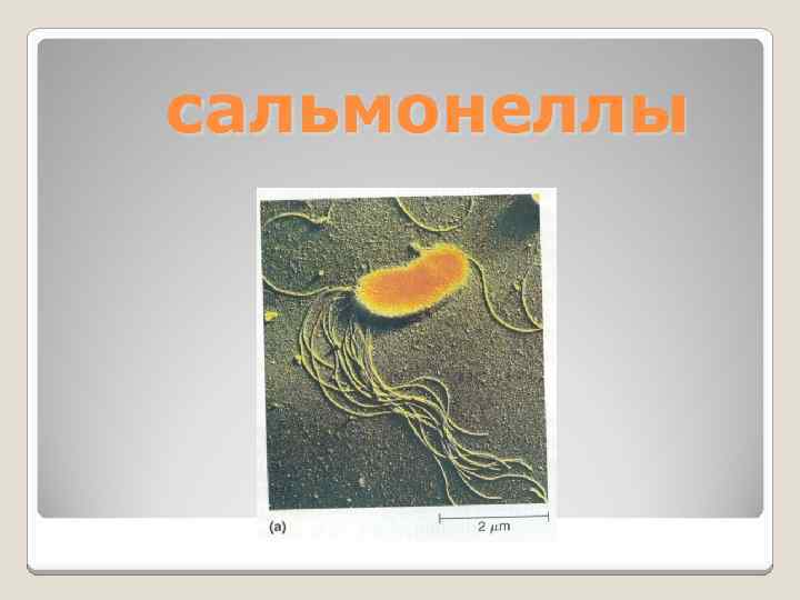 сальмонеллы 