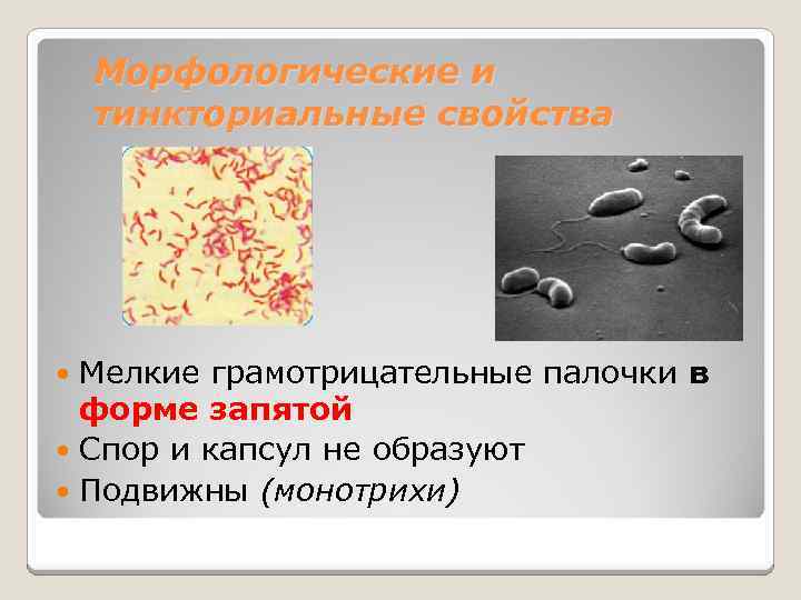 Морфологические и тинкториальные свойства Мелкие грамотрицательные палочки в форме запятой Спор и капсул не