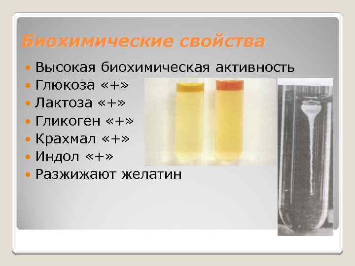 Биохимические свойства Высокая биохимическая активность Глюкоза «+» Лактоза «+» Гликоген «+» Крахмал «+» Индол
