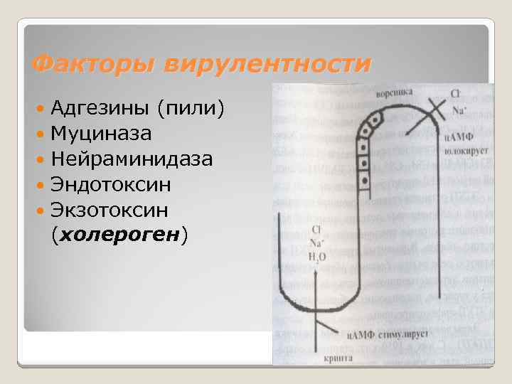 Факторы вирулентности Адгезины (пили) Муциназа Нейраминидаза Эндотоксин Экзотоксин (холероген) 