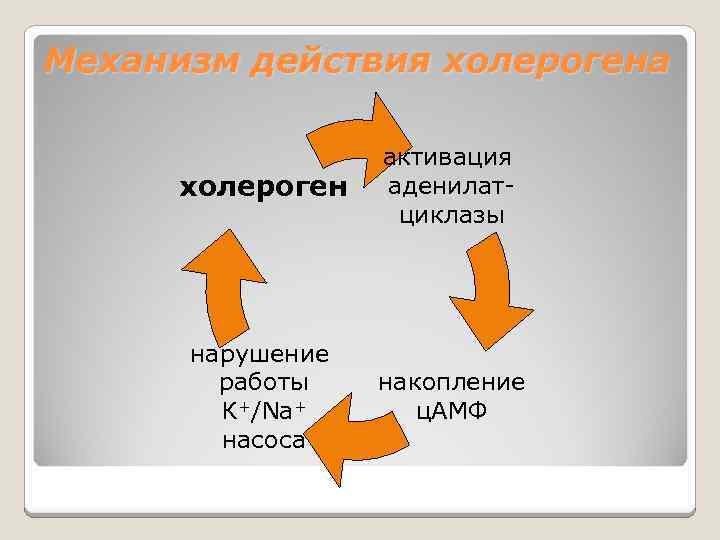 Механизм действия холерогена холероген активация аденилатциклазы нарушение работы К+/Na+ насоса накопление ц. АМФ 