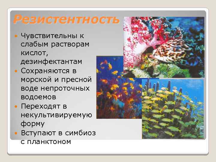 Резистентность Чувствительны к слабым растворам кислот, дезинфектантам Сохраняются в морской и пресной воде непроточных