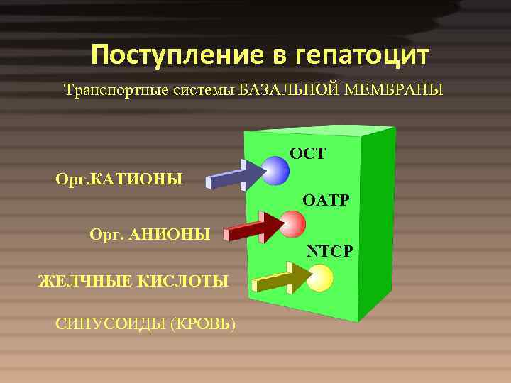 Поступление в гепатоцит Транспортные системы БАЗАЛЬНОЙ МЕМБРАНЫ OCT Орг. КАТИОНЫ OАTP Орг. АНИОНЫ ЖЕЛЧНЫЕ