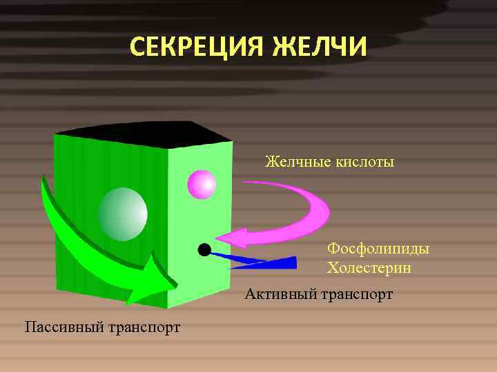 СЕКРЕЦИЯ ЖЕЛЧИ Желчные кислоты Фосфолипиды Холестерин Активный транспорт Пассивный транспорт 