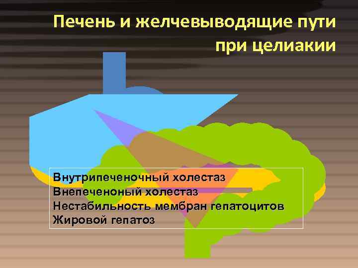 Печень и желчевыводящие пути при целиакии Внутрипеченочный холестаз Внепеченоный холестаз Нестабильность мембран гепатоцитов Жировой