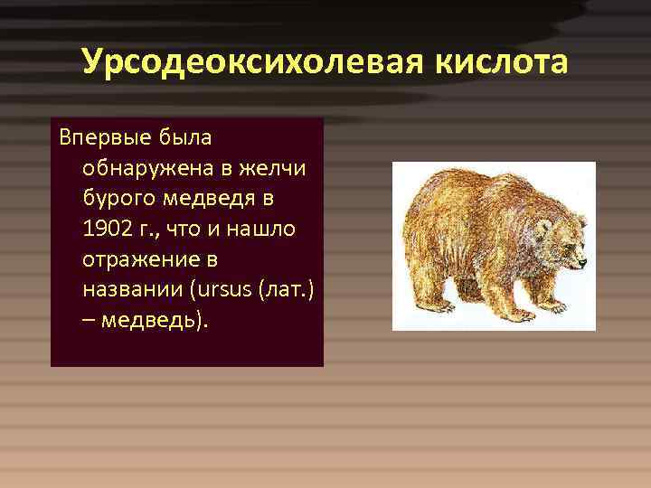 Урсодеоксихолевая кислота Впервые была обнаружена в желчи бурого медведя в 1902 г. , что