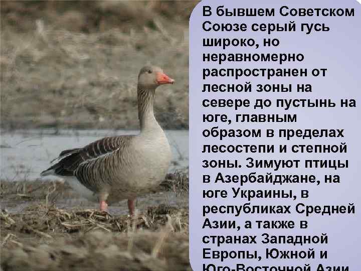 Гусь серый дикий фото и описание