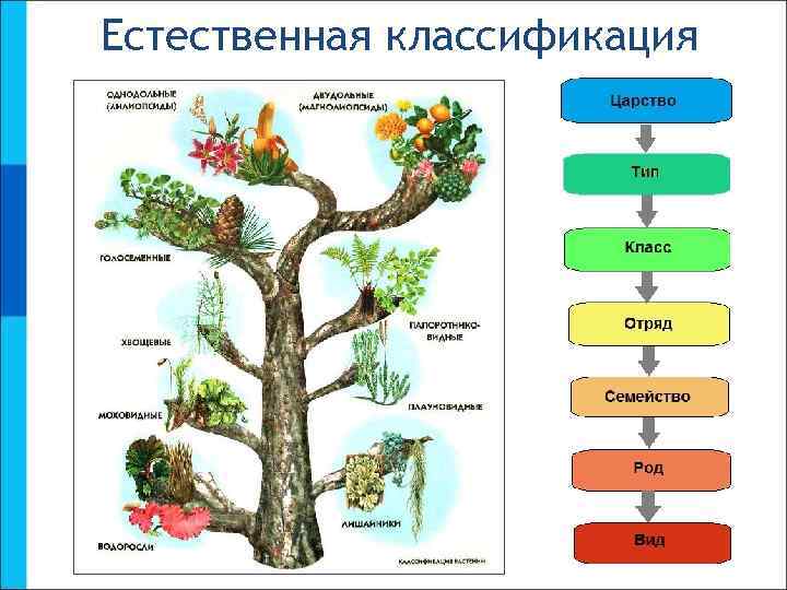 Естественная классификация 