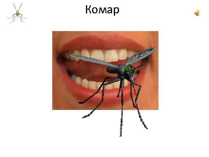 Комар 