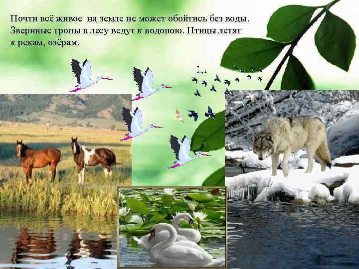 Почти всё живое на земле не может обойтись без воды. Звериные тропы в лесу