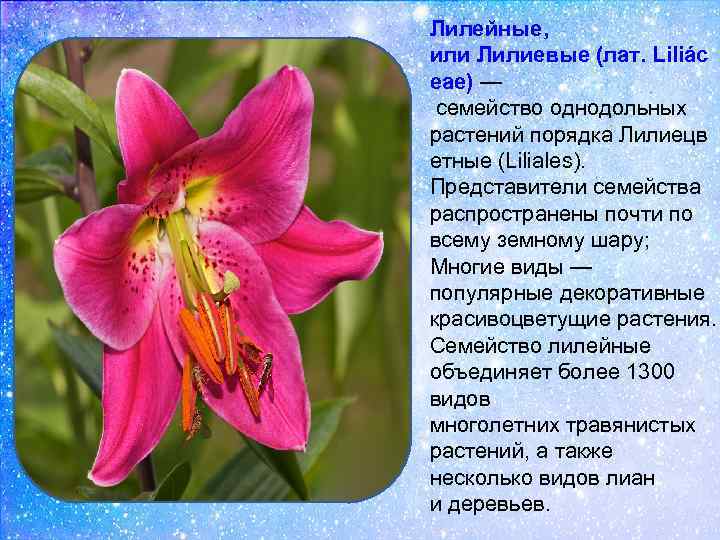 Лилейные, или Лилиевые (лат. Liliác eae) — семейство однодольных растений порядка Лилиецв етные (Liliales).