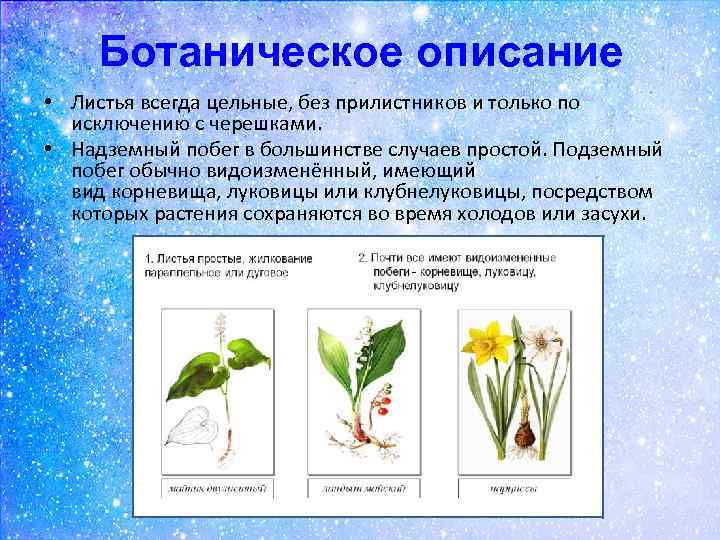 Презентация лилейные 6 класс