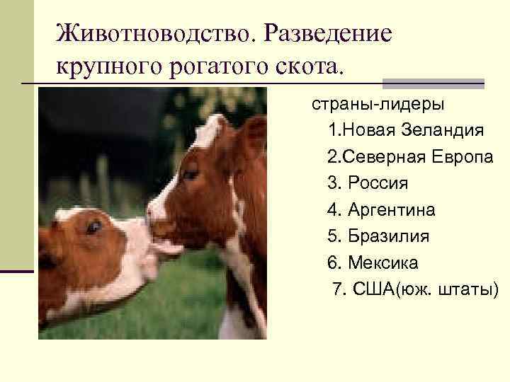 Животноводство. Разведение крупного рогатого скота. n n n n страны-лидеры 1. Новая Зеландия 2.