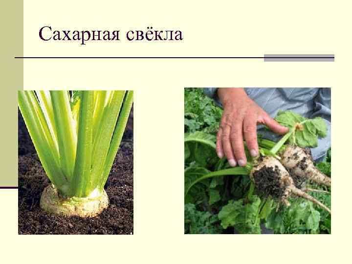 Сахарная свёкла 