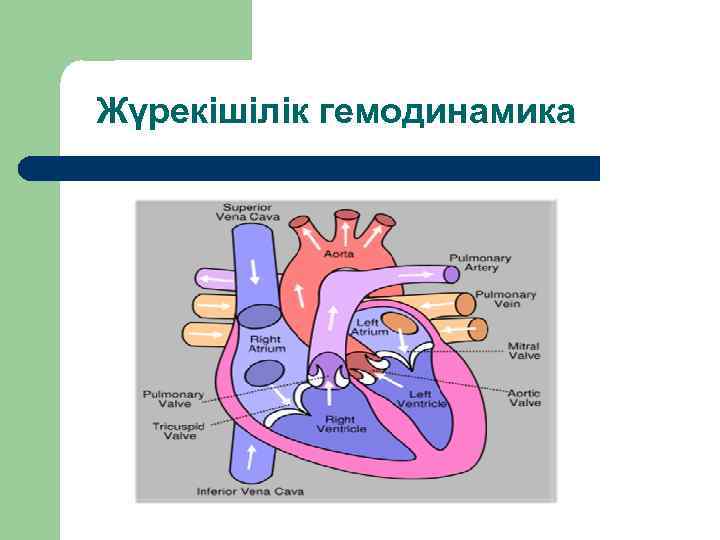 Жүрекішілік гемодинамика 