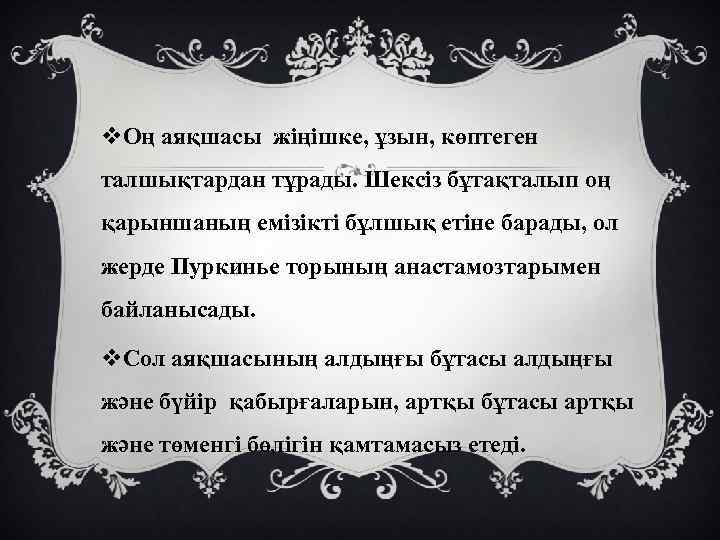 v. Оң аяқшасы жіңішке, ұзын, көптеген талшықтардан тұрады. Шексіз бұтақталып оң қарыншаның емізікті бұлшық