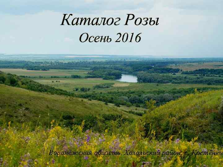 Каталог Розы Осень 2016 Воронежская область, Хохольский район, с. Костёнки 