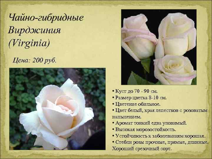 Чайно-гибридные Вирджиния (Virginia) Цена: 200 руб. • Куст до 70 - 90 см. •