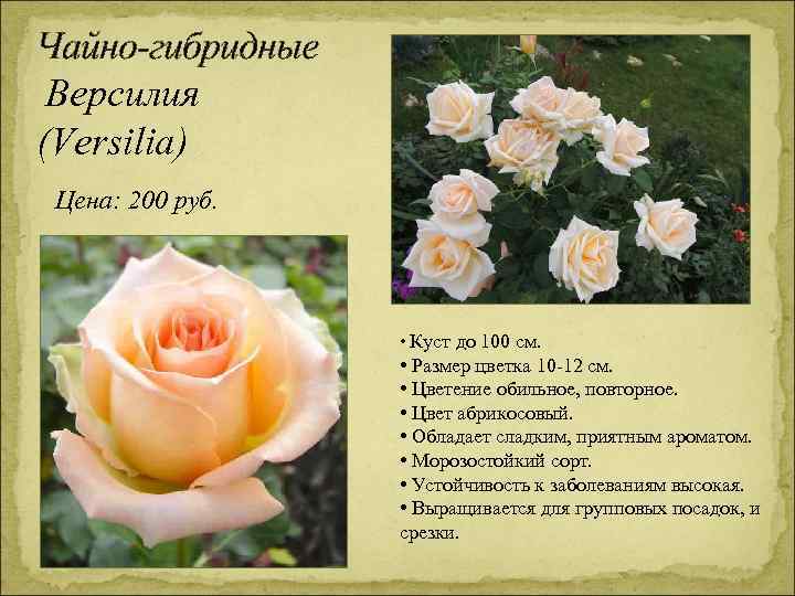 Чайно-гибридные Версилия (Versilia) Цена: 200 руб. • Куст до 100 см. • Размер цветка