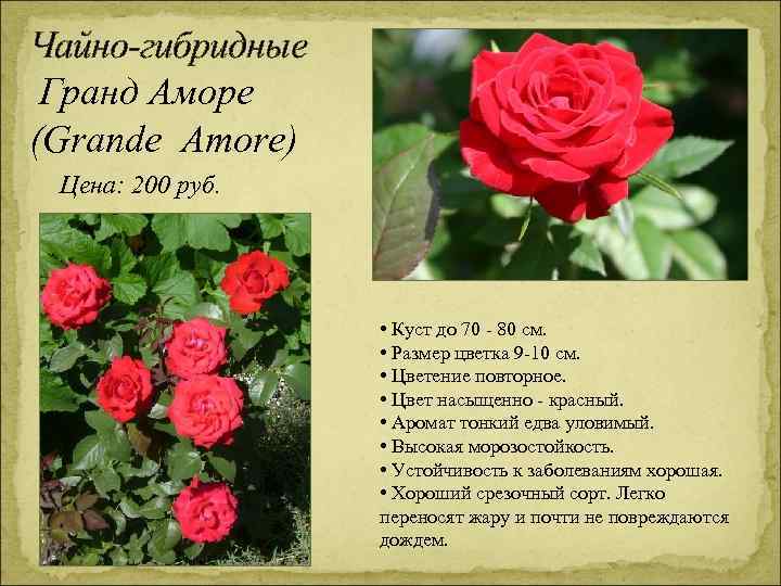 Чайно-гибридные Гранд Аморе (Grande Amore) Цена: 200 руб. • Куст до 70 - 80