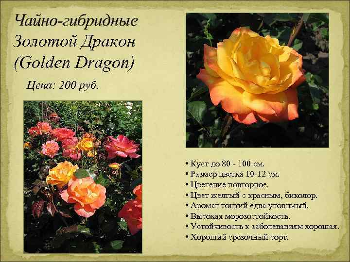 Чайно-гибридные Золотой Дракон (Golden Dragon) Цена: 200 руб. • Куст до 80 - 100