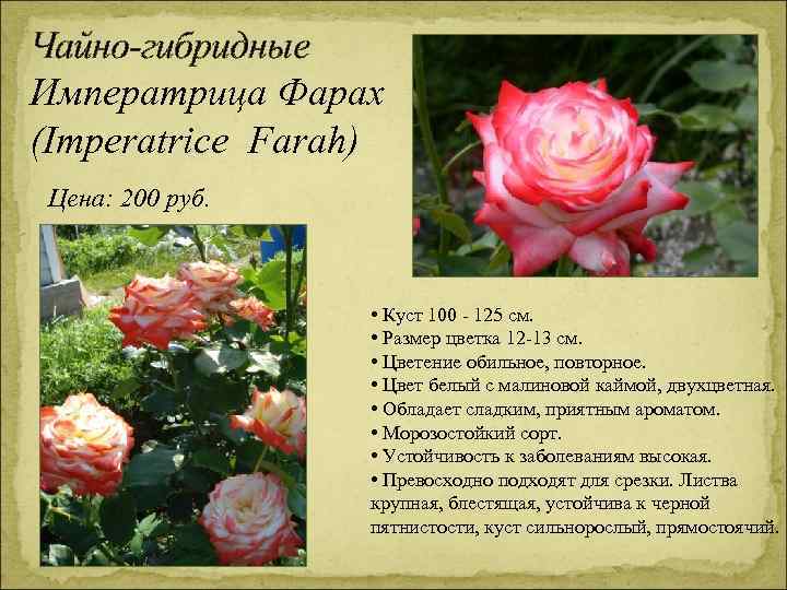 Чайно-гибридные Императрица Фарах (Imperatrice Farah) Цена: 200 руб. • Куст 100 - 125 см.