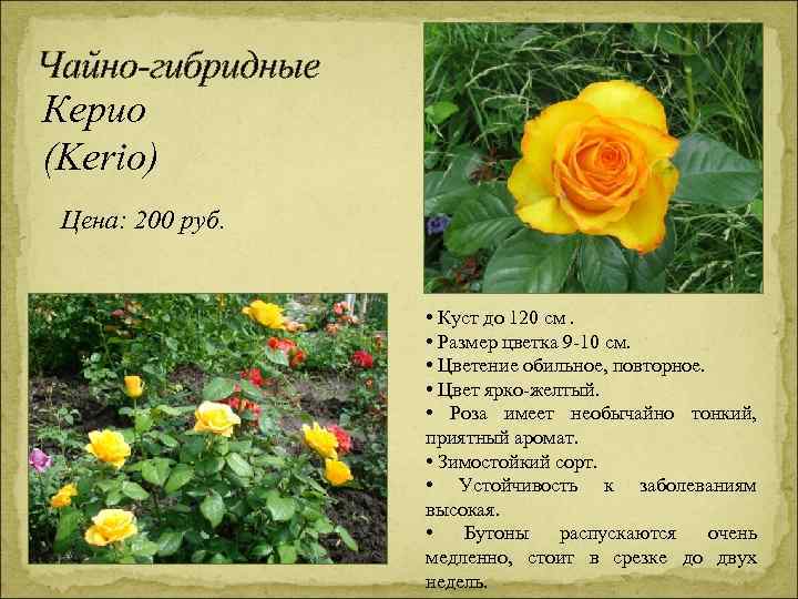 Чайно-гибридные Керио (Kerio) Цена: 200 руб. • Куст до 120 см. • Размер цветка