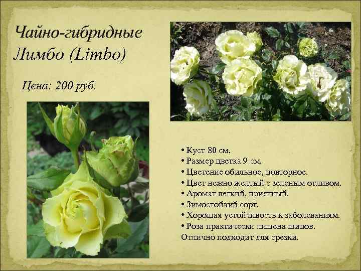 Чайно-гибридные Лимбо (Limbo) Цена: 200 руб. • Куст 80 см. • Размер цветка 9