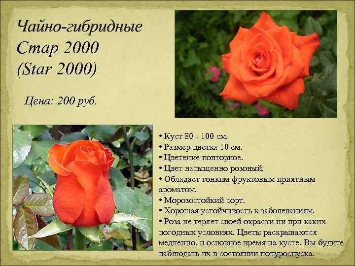 Чайно-гибридные Стар 2000 (Star 2000) Цена: 200 руб. • Куст 80 - 100 см.