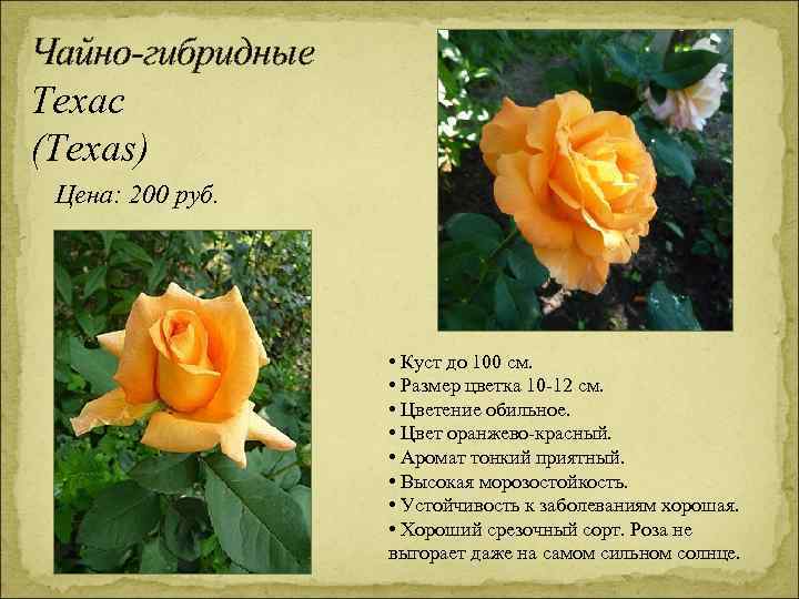 Чайно-гибридные Техас (Texas) Цена: 200 руб. • Куст до 100 см. • Размер цветка