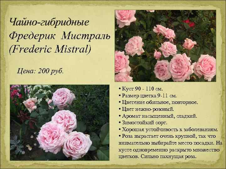 Чайно-гибридные Фредерик Мистраль (Frederic Mistral) Цена: 200 руб. • Куст 90 - 110 см.
