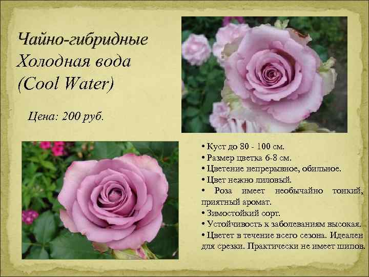 Чайно-гибридные Холодная вода (Cool Water) Цена: 200 руб. • Куст до 80 - 100